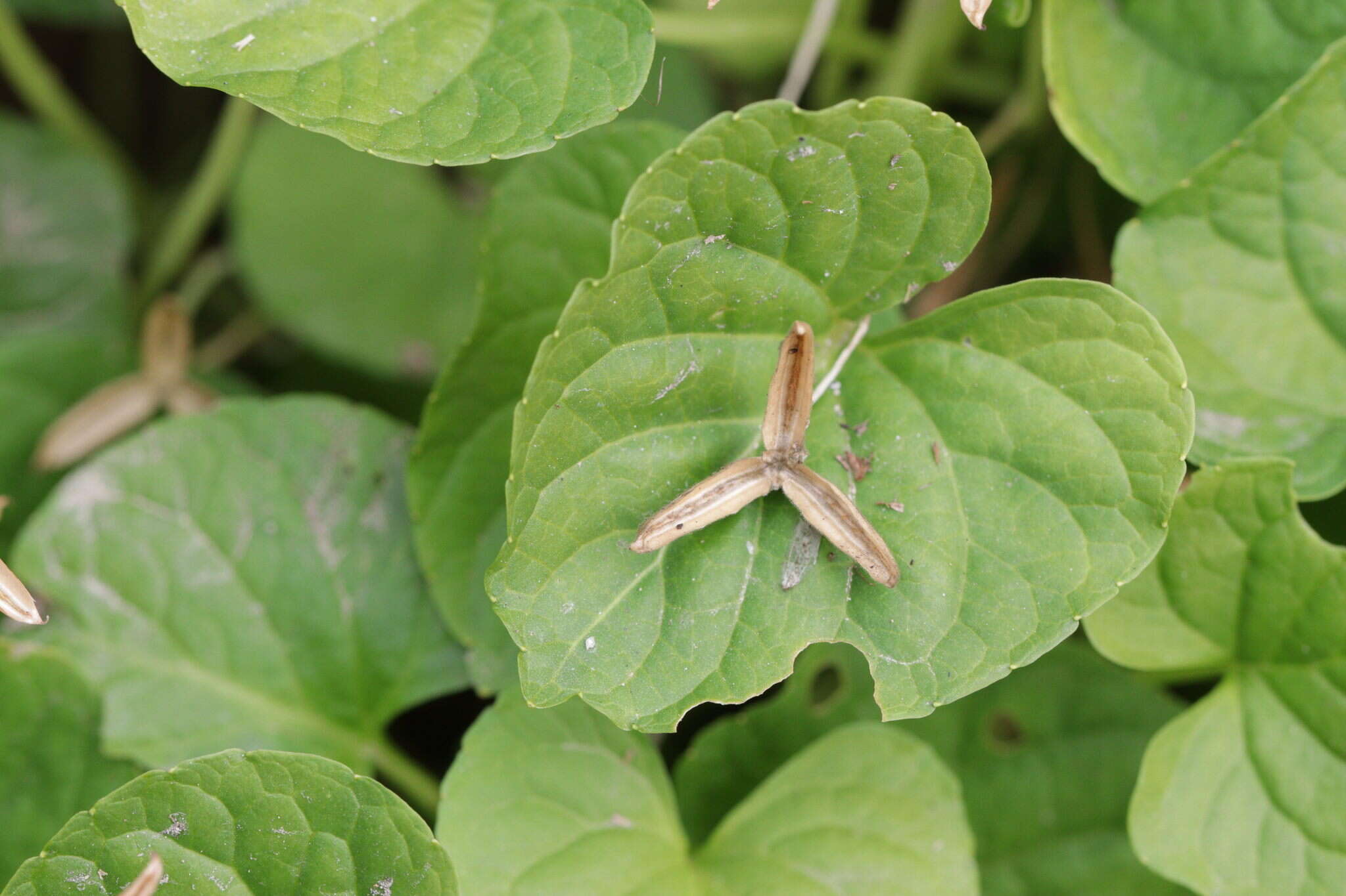 Plancia ëd Viola palustris L.