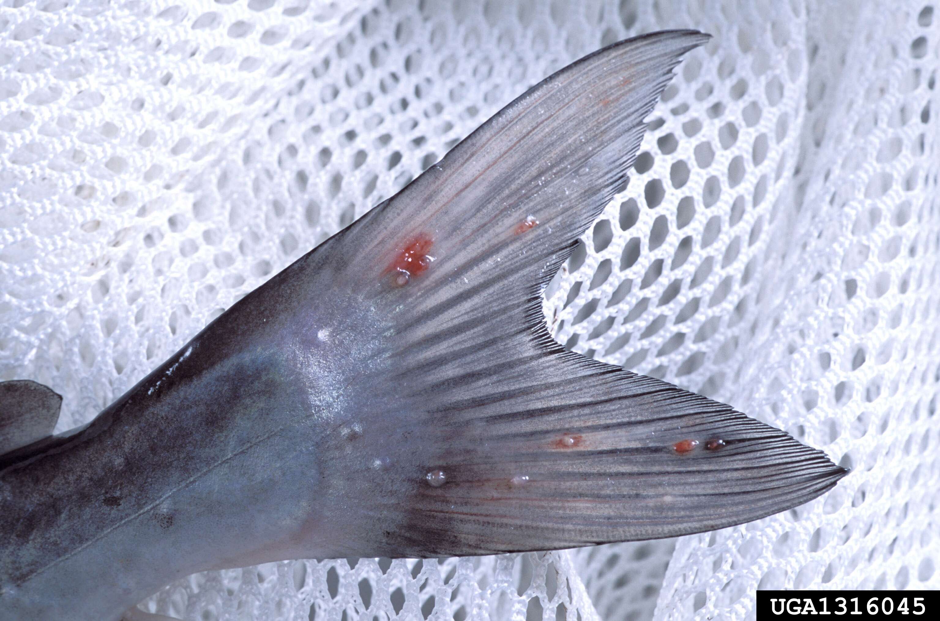 Image of channel catfish