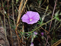 Imagem de Ipomoea ternifolia var. leptotoma (Torr.) J. A. Mc Donald