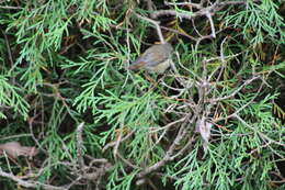 Image of Brown Thornbill