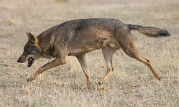 Imagem de Canis lupus signatus