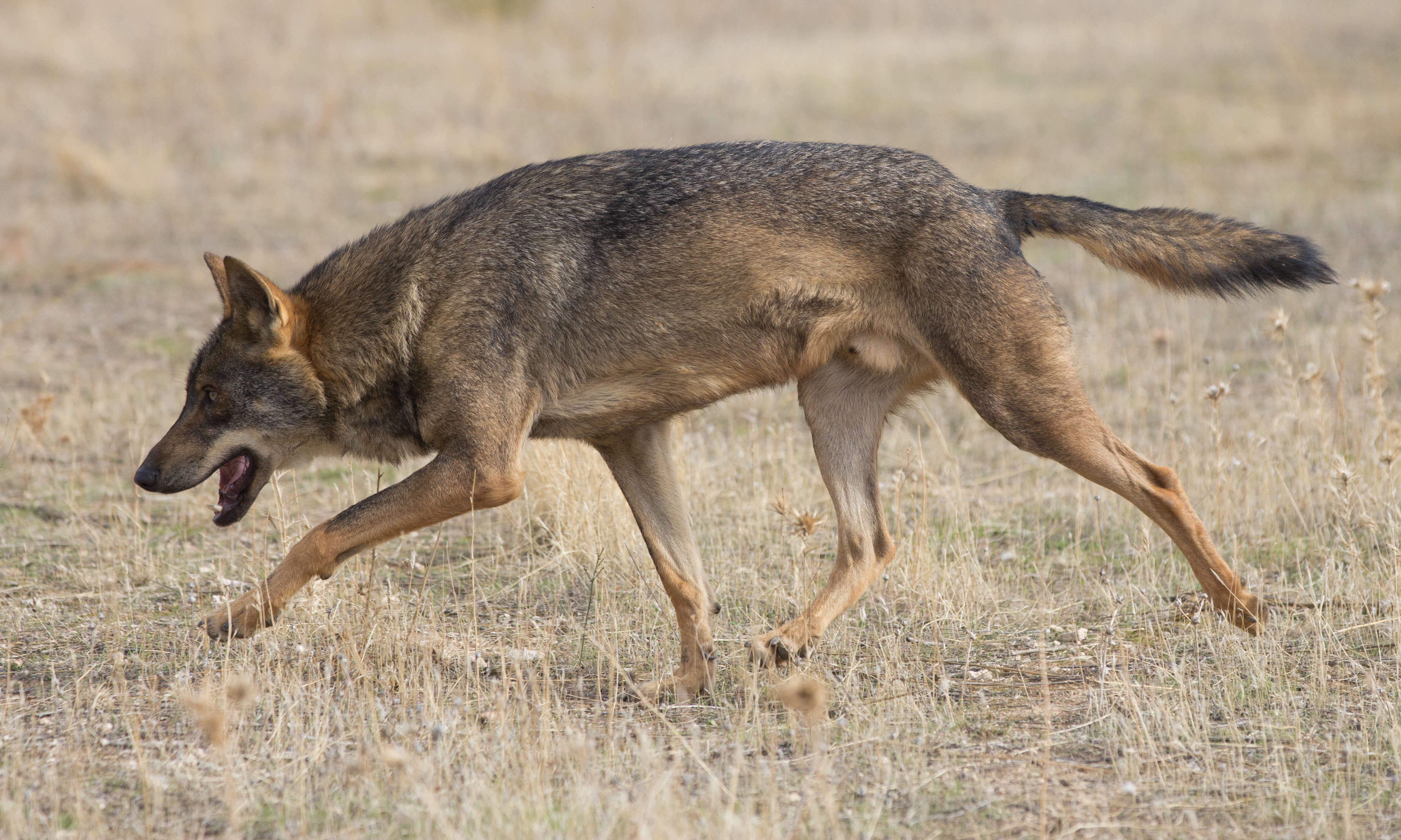 Image of Canis lupus signatus