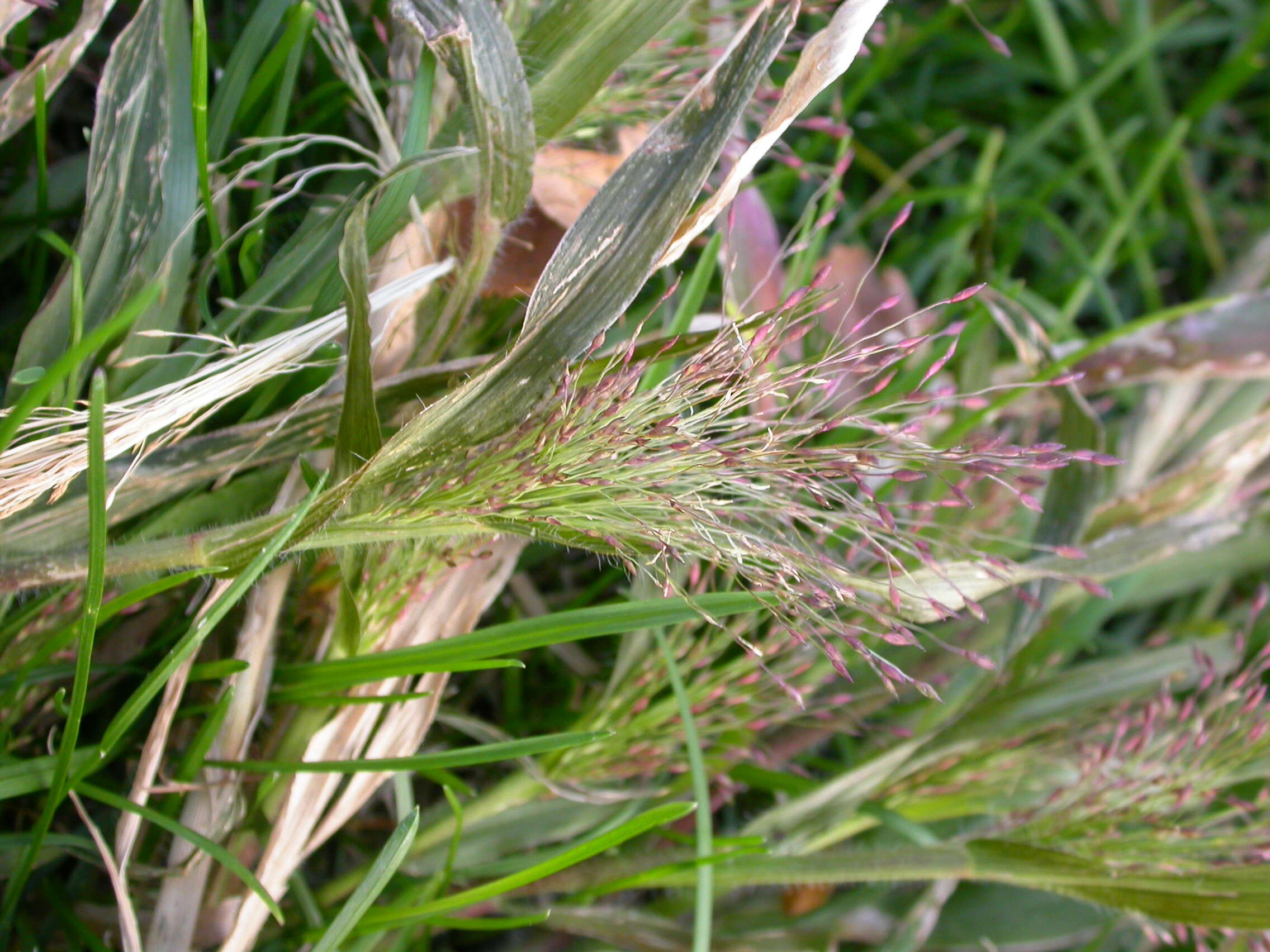 Image of witch grass