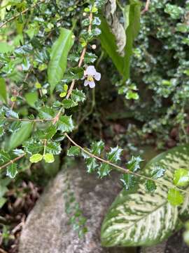 Image of Dwarf Holly