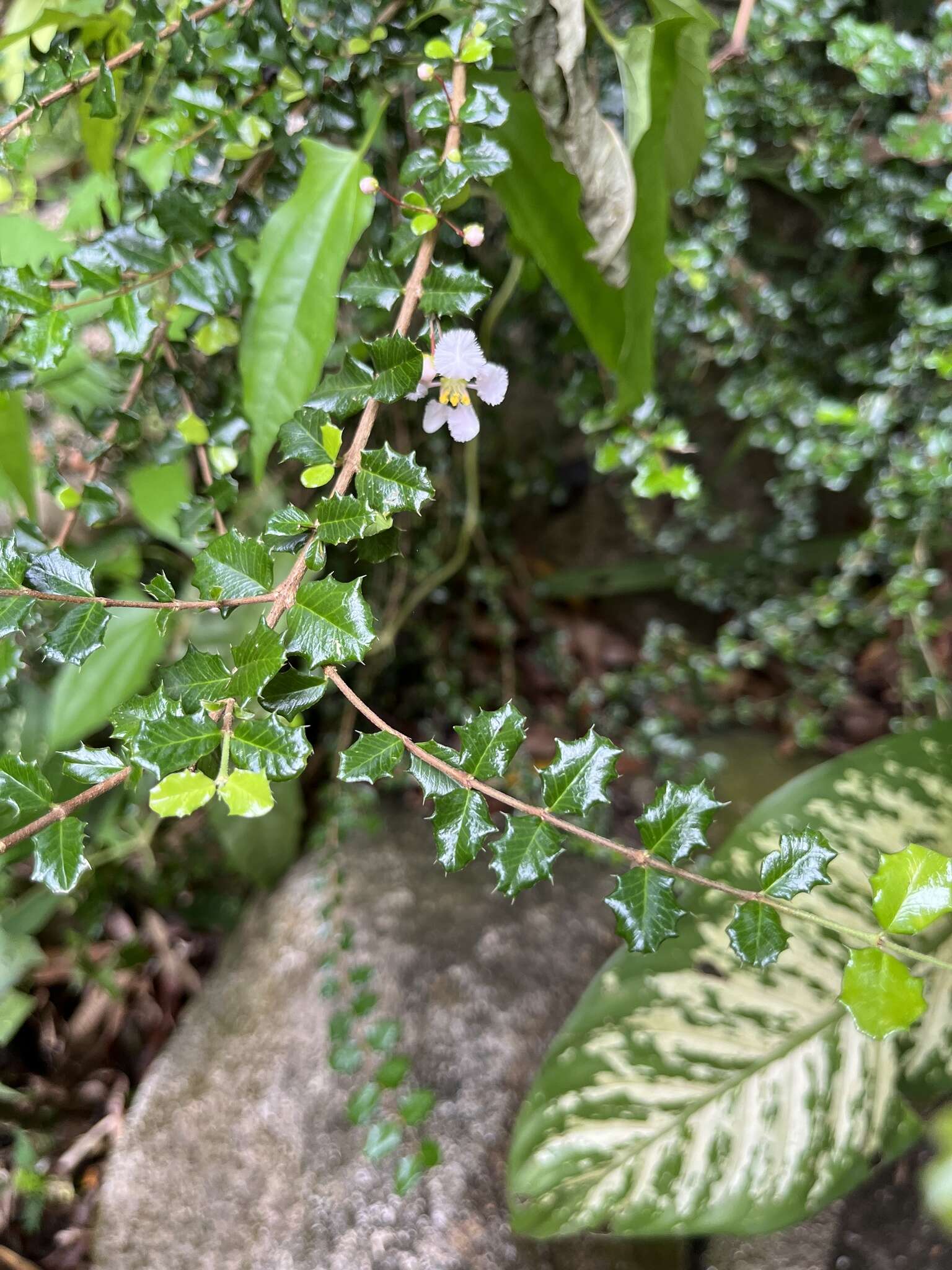 Imagem de Malpighia coccigera L.