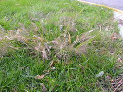 Image of witch grass