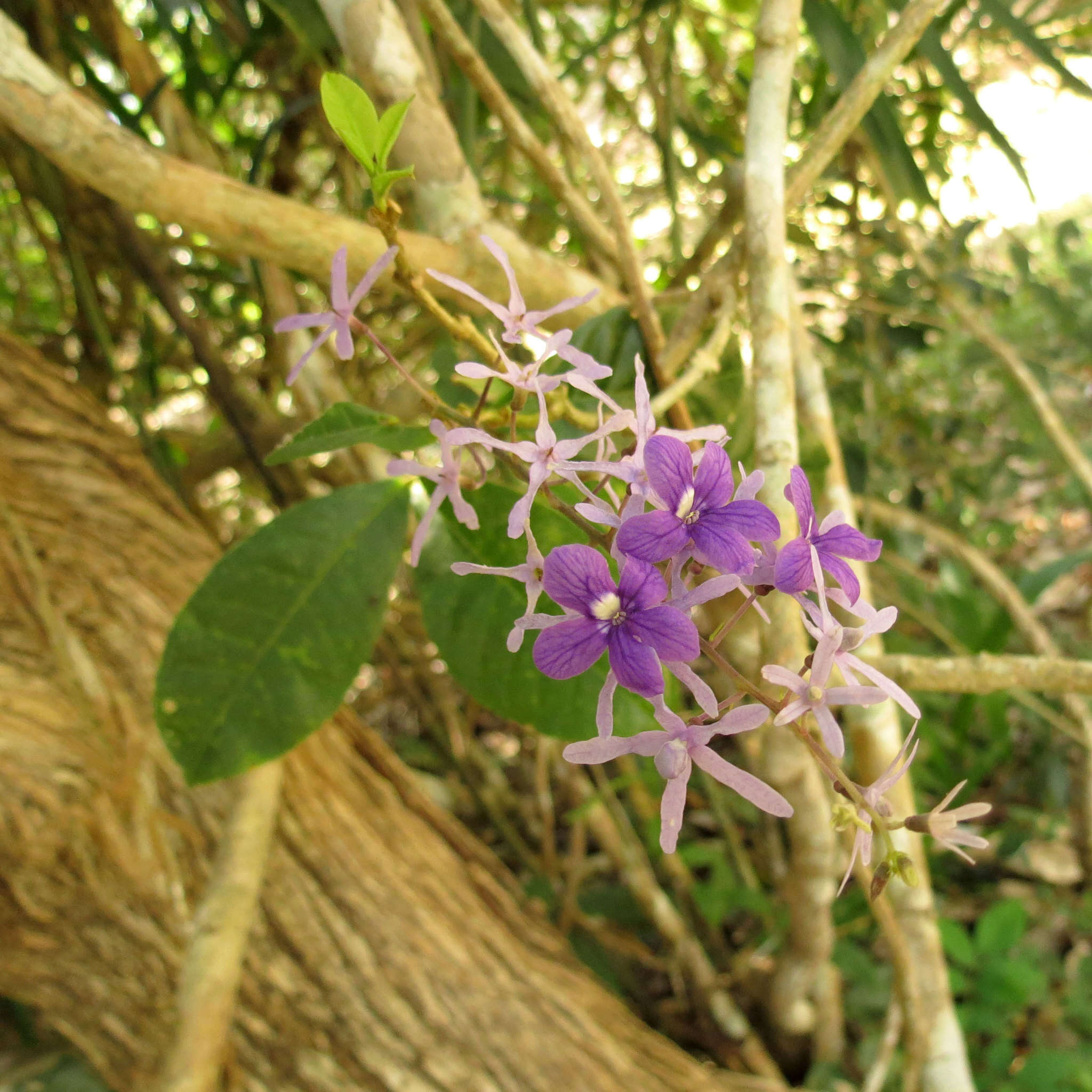 Image of petrea