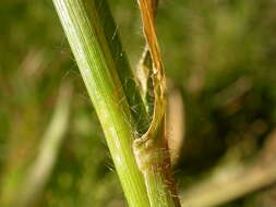 Image of witch grass