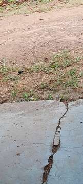 Image of Dusky Indigobird