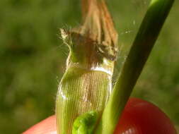 Imagem de Panicum capillare L.