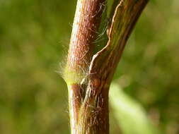 Imagem de Panicum capillare L.