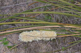 Sivun Lomandra leucocephala subsp. robusta A. T. Lee kuva