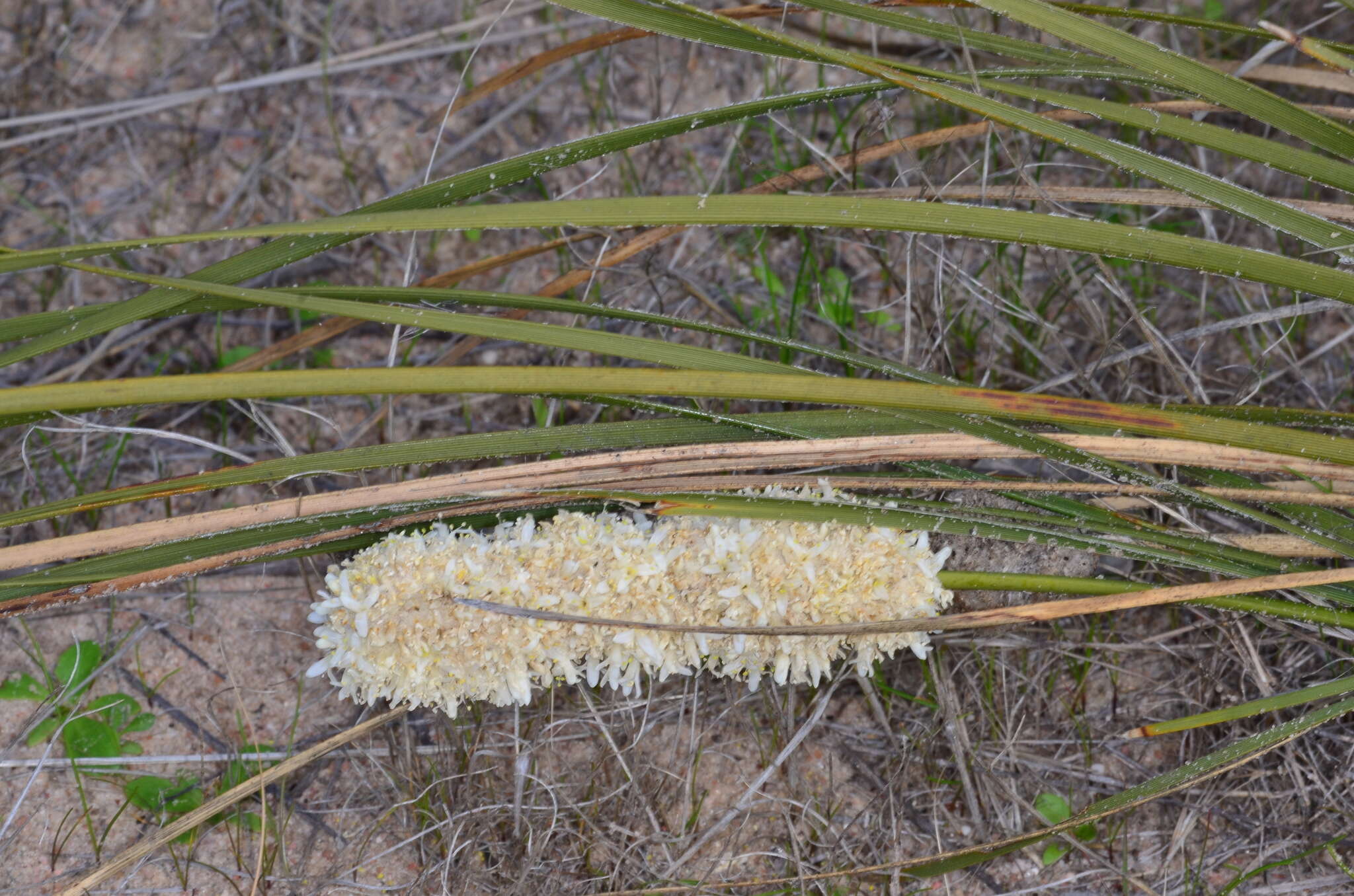 Sivun Lomandra leucocephala subsp. robusta A. T. Lee kuva