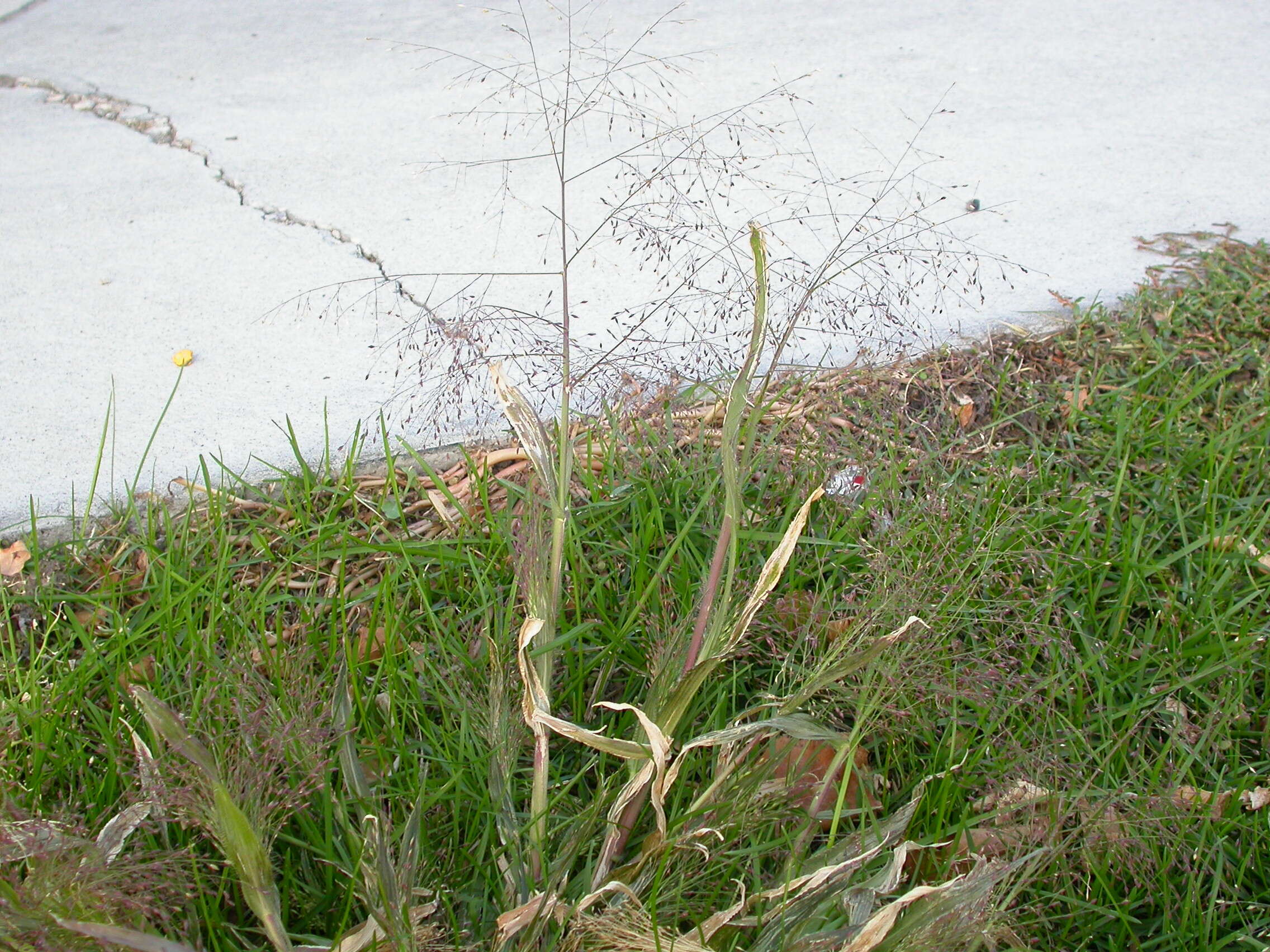 Image of witch grass