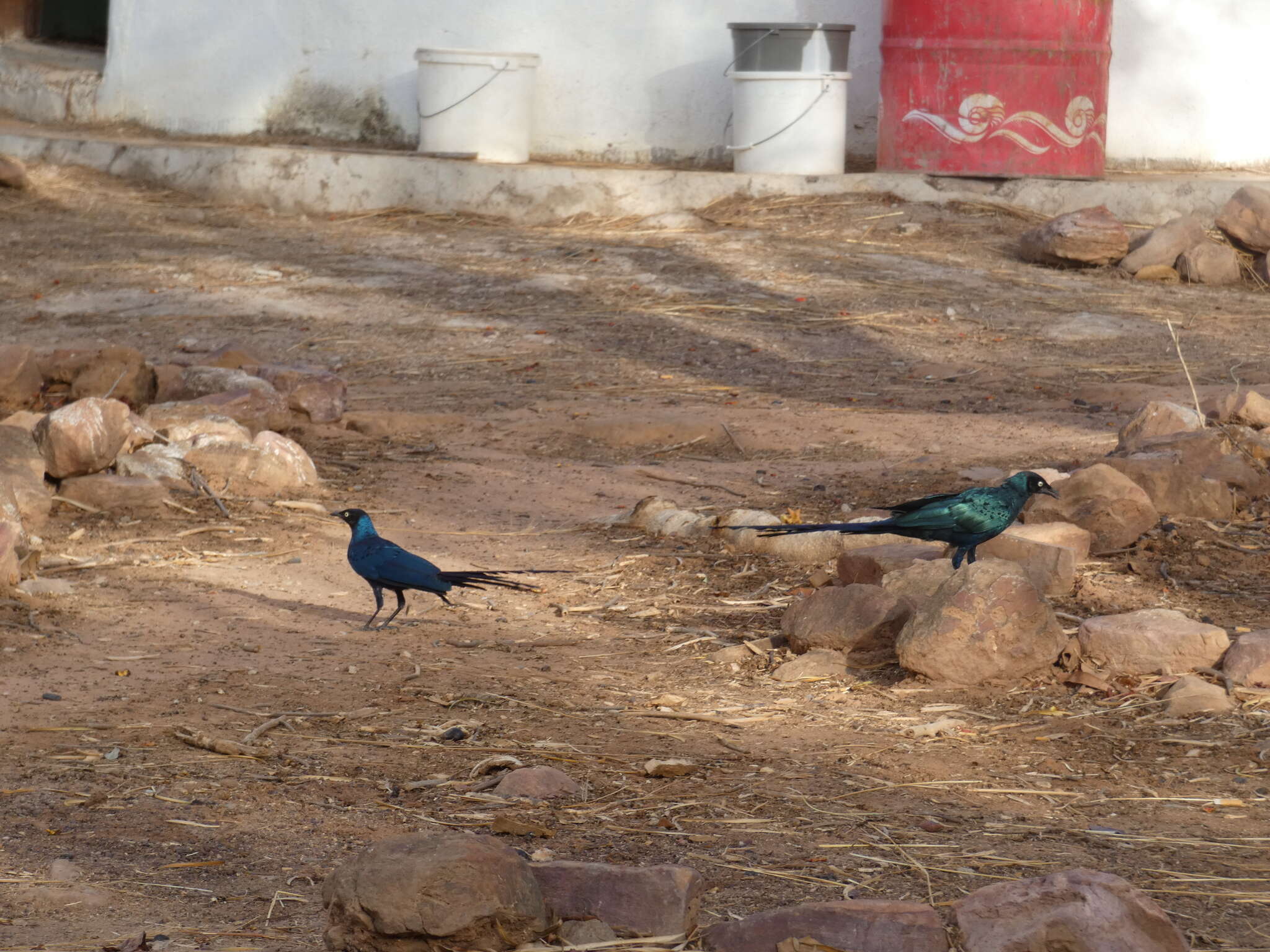 Image of Long-tailed Glossy Starling