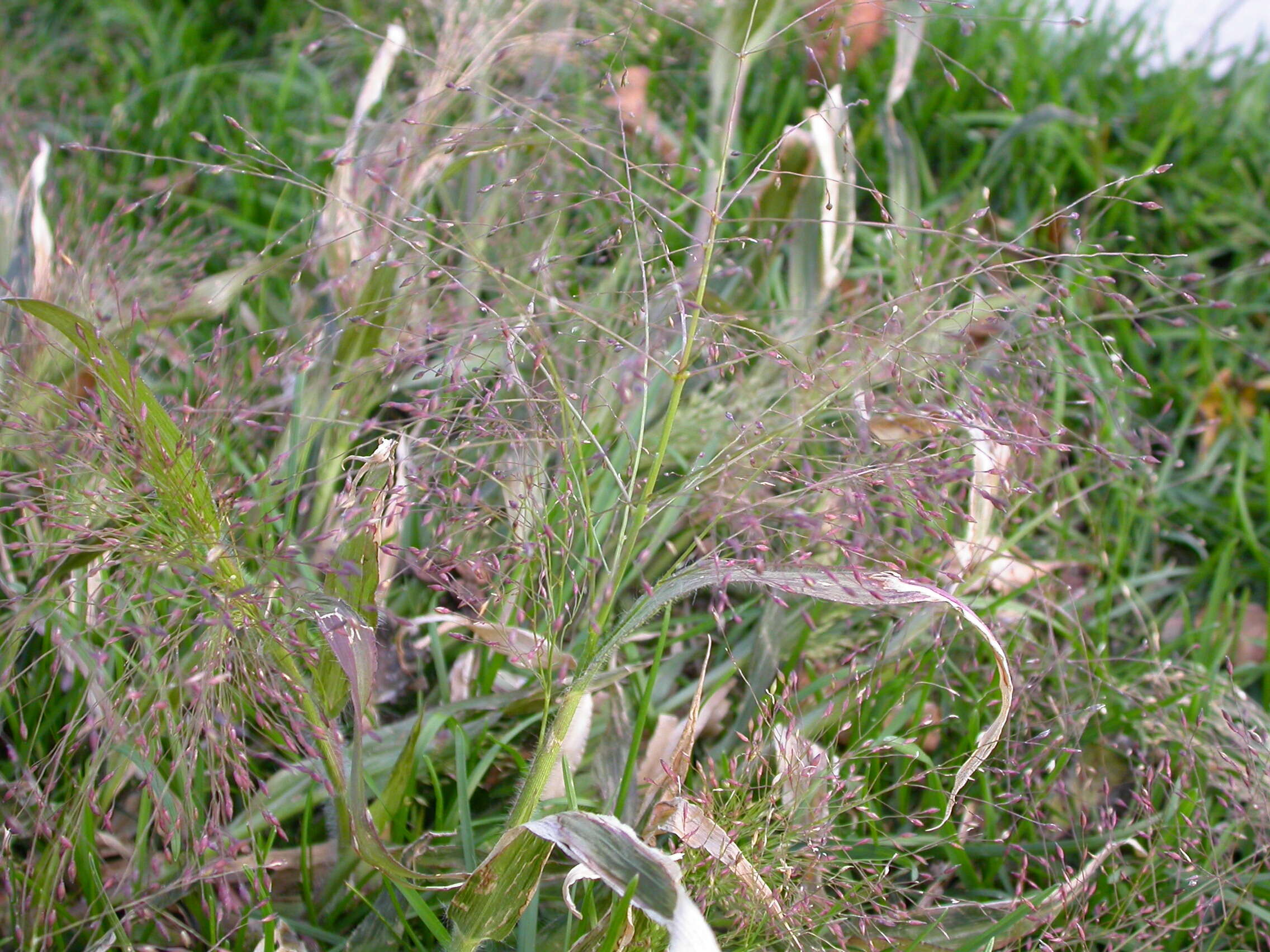 Imagem de Panicum capillare L.