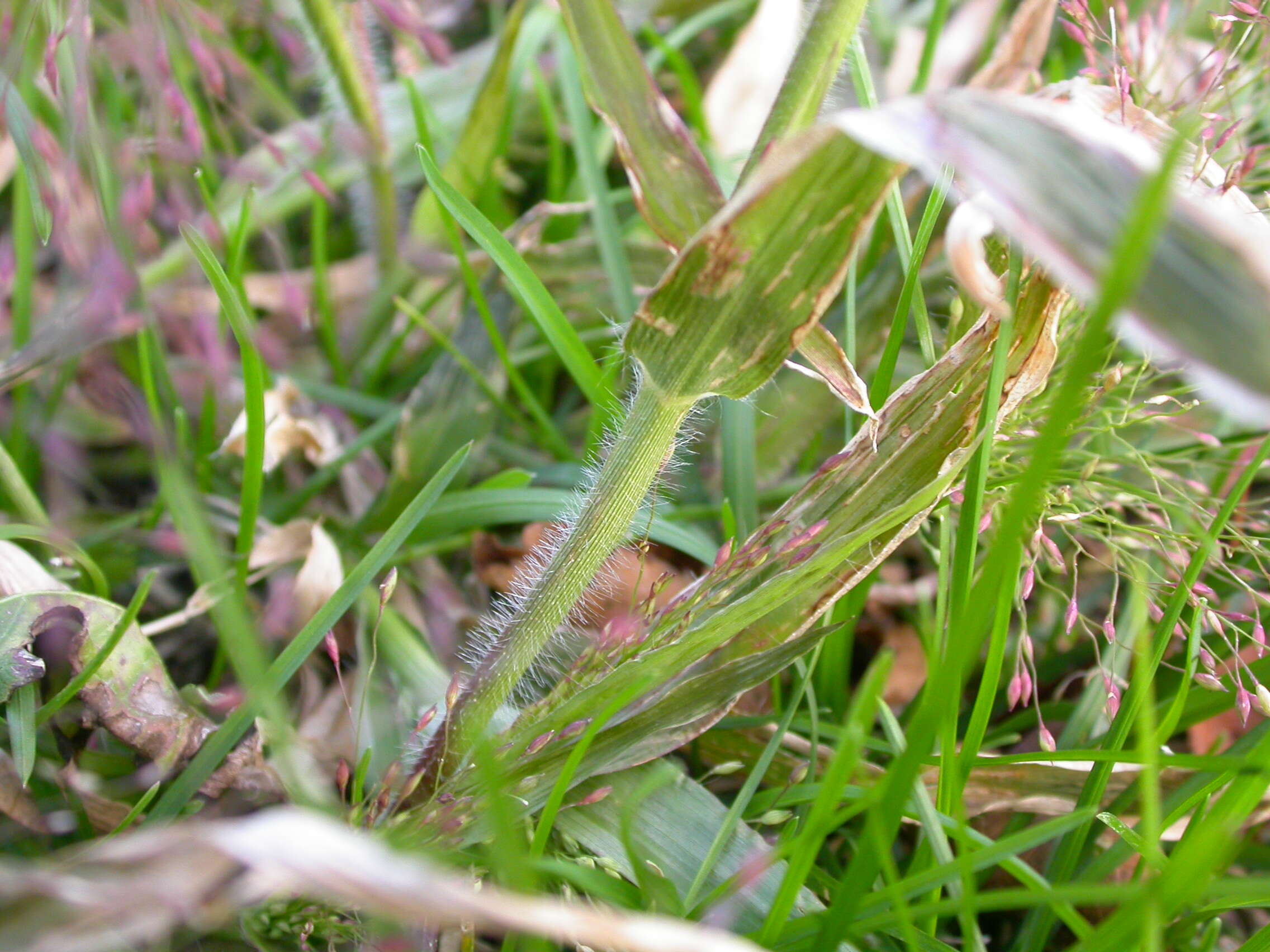 Imagem de Panicum capillare L.