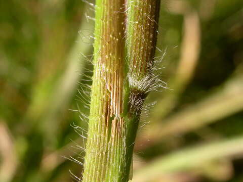 Imagem de Panicum capillare L.