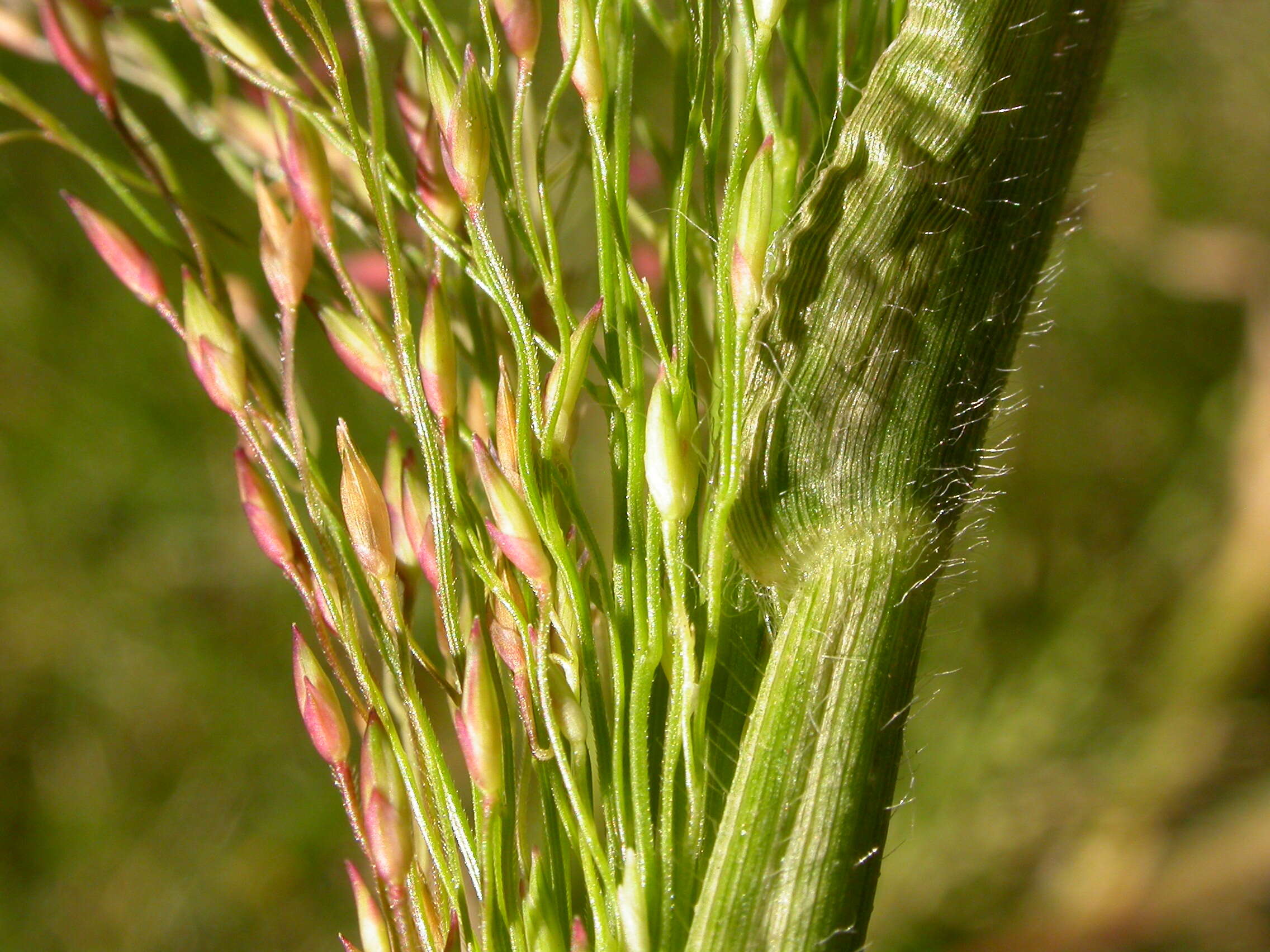 Image of witch grass