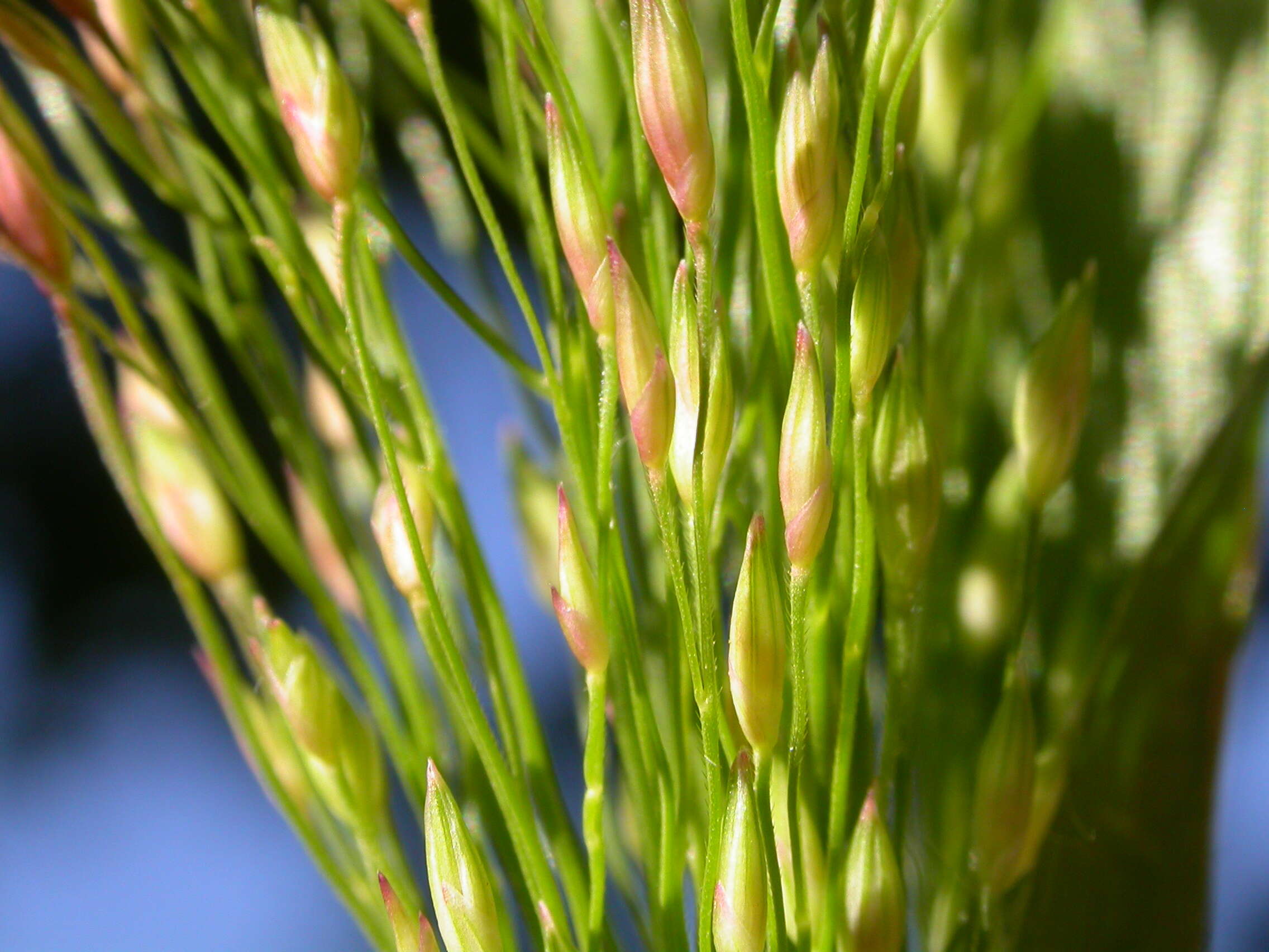 Image of witch grass