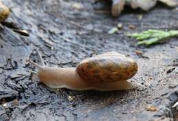 Image of <i>Helminthoglypta euomphalodes</i> S. S. Berry 1938