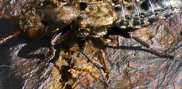 Image of Ontholestes murinus (Linnaeus 1758)