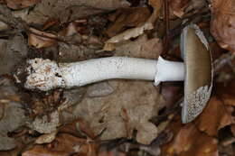 Plancia ëd Amanita excelsa (Fr.) Bertill. 1866