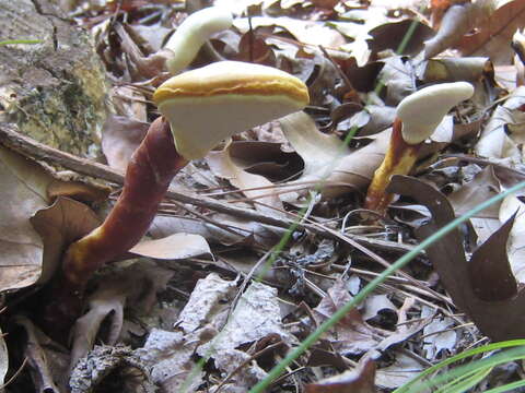 Image of Ganoderma meredithiae Adask. & Gilb. 1988