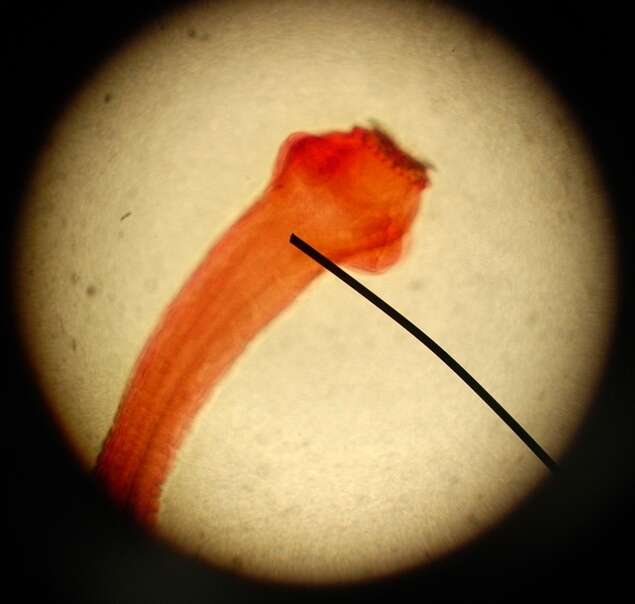 Image of Taenia pisiformis