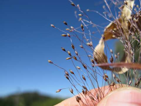 Imagem de Panicum capillare L.