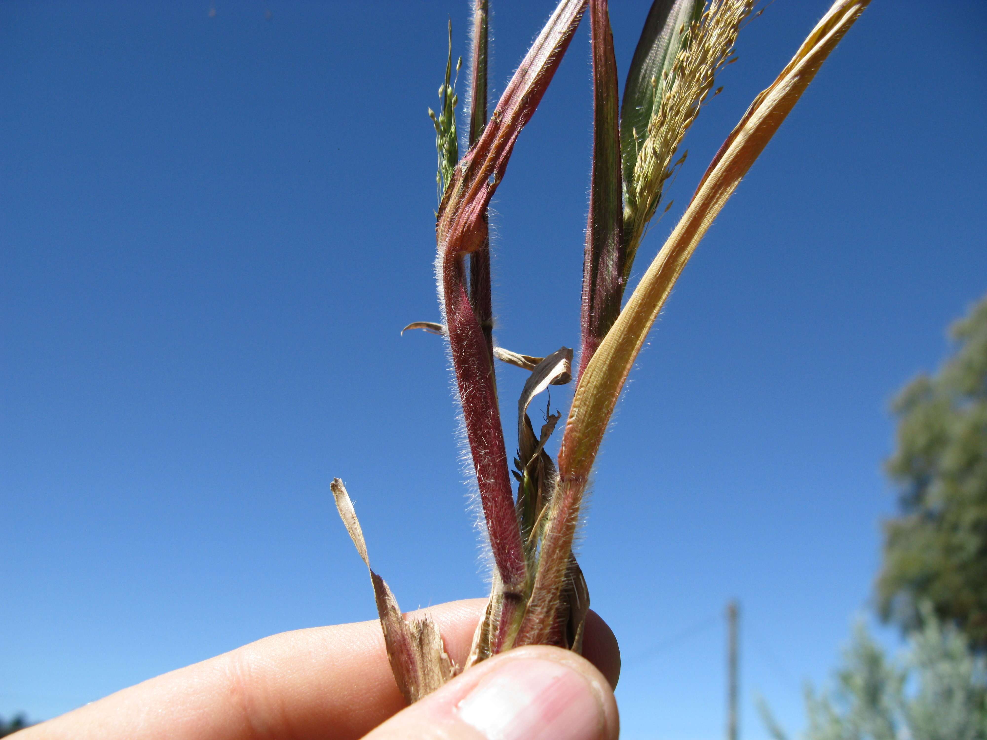 Image of witch grass