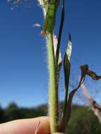 Image of witch grass