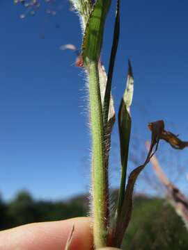 Imagem de Panicum capillare L.