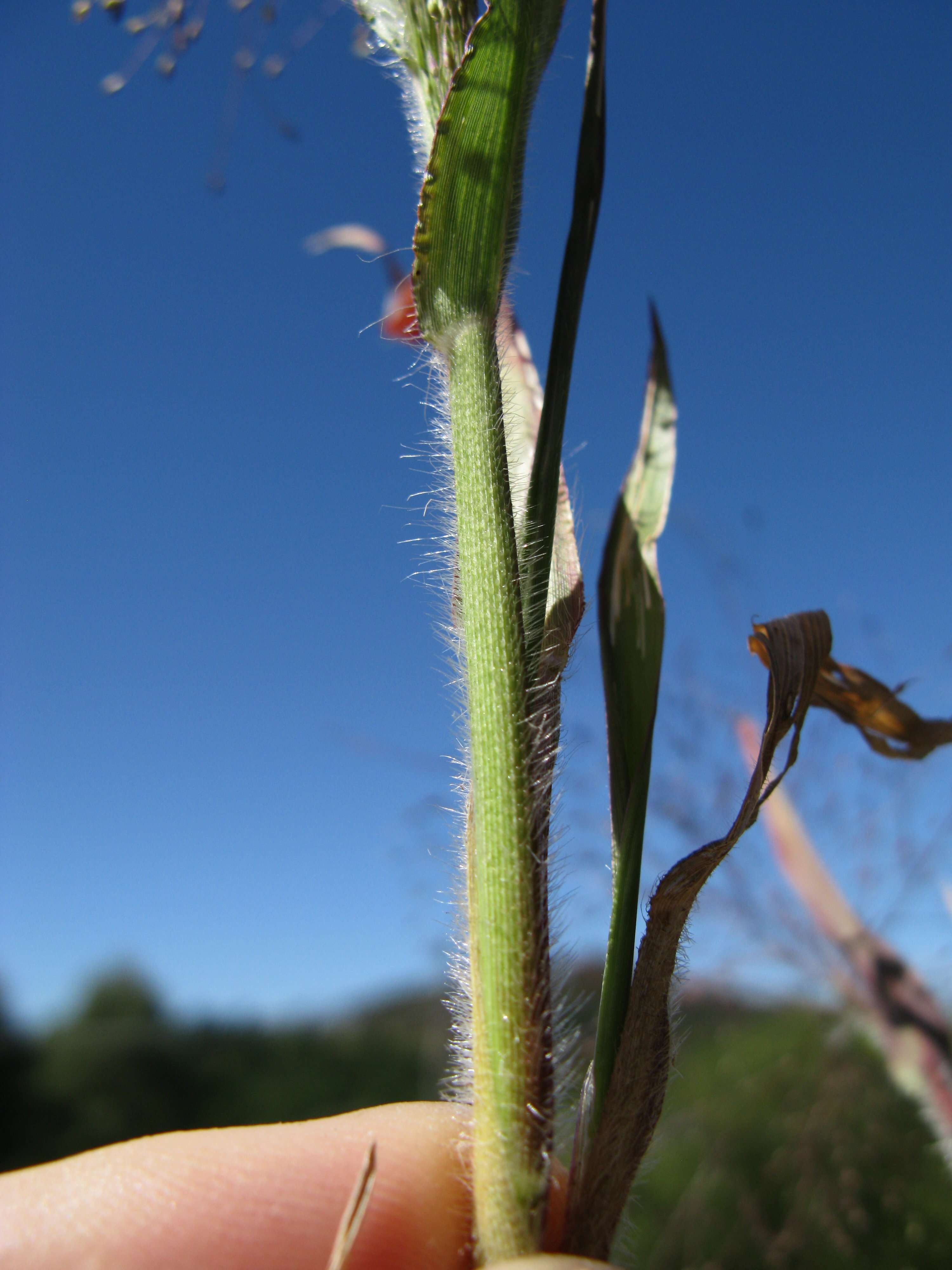 Image of witch grass