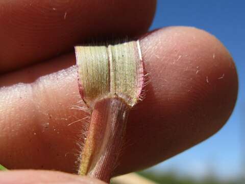 Imagem de Panicum capillare L.