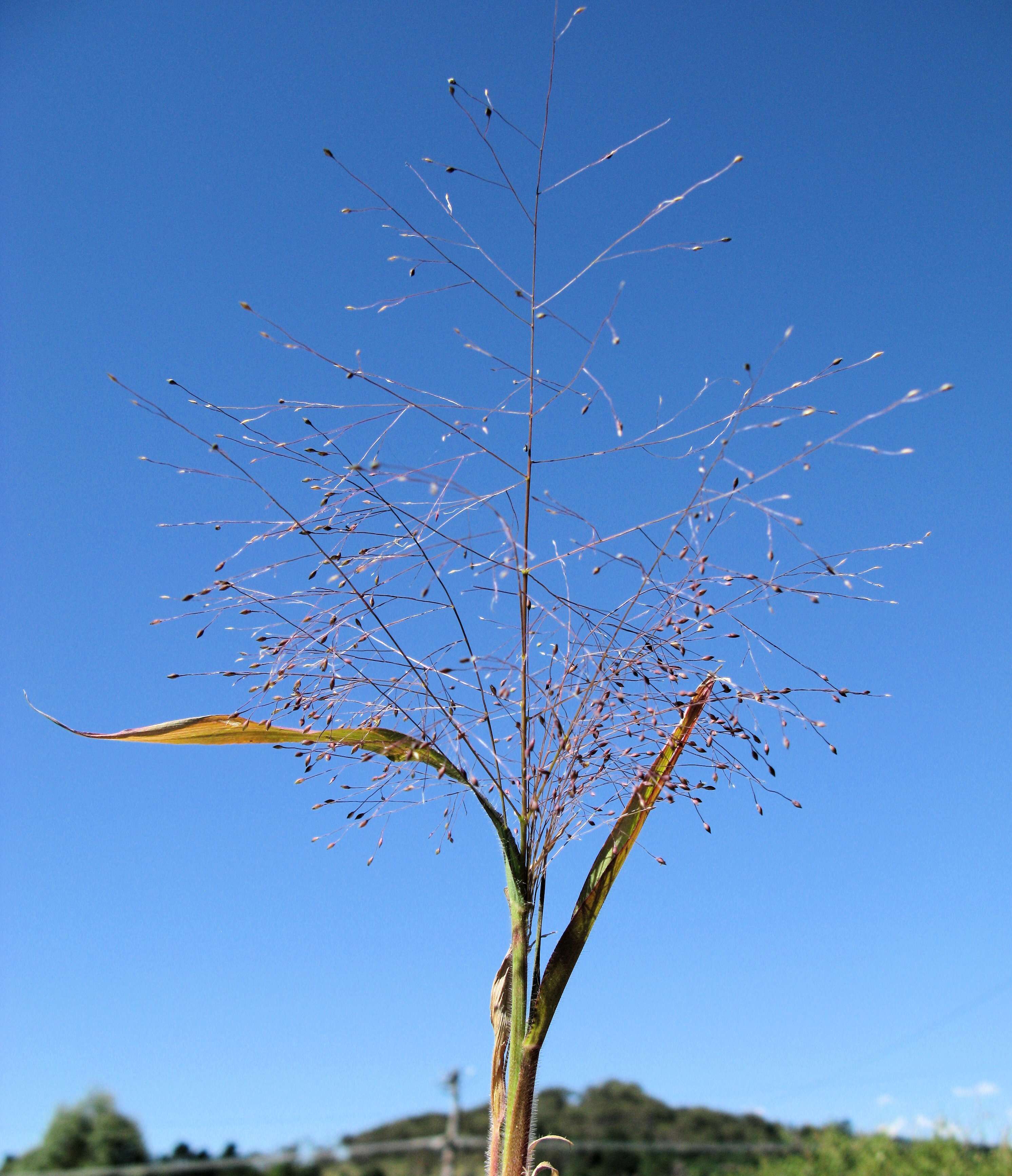 Imagem de Panicum capillare L.