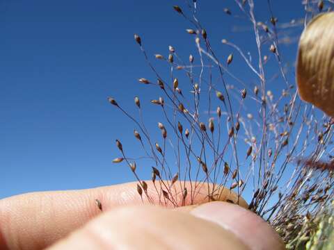 Imagem de Panicum capillare L.