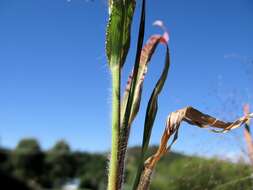 Image of witch grass