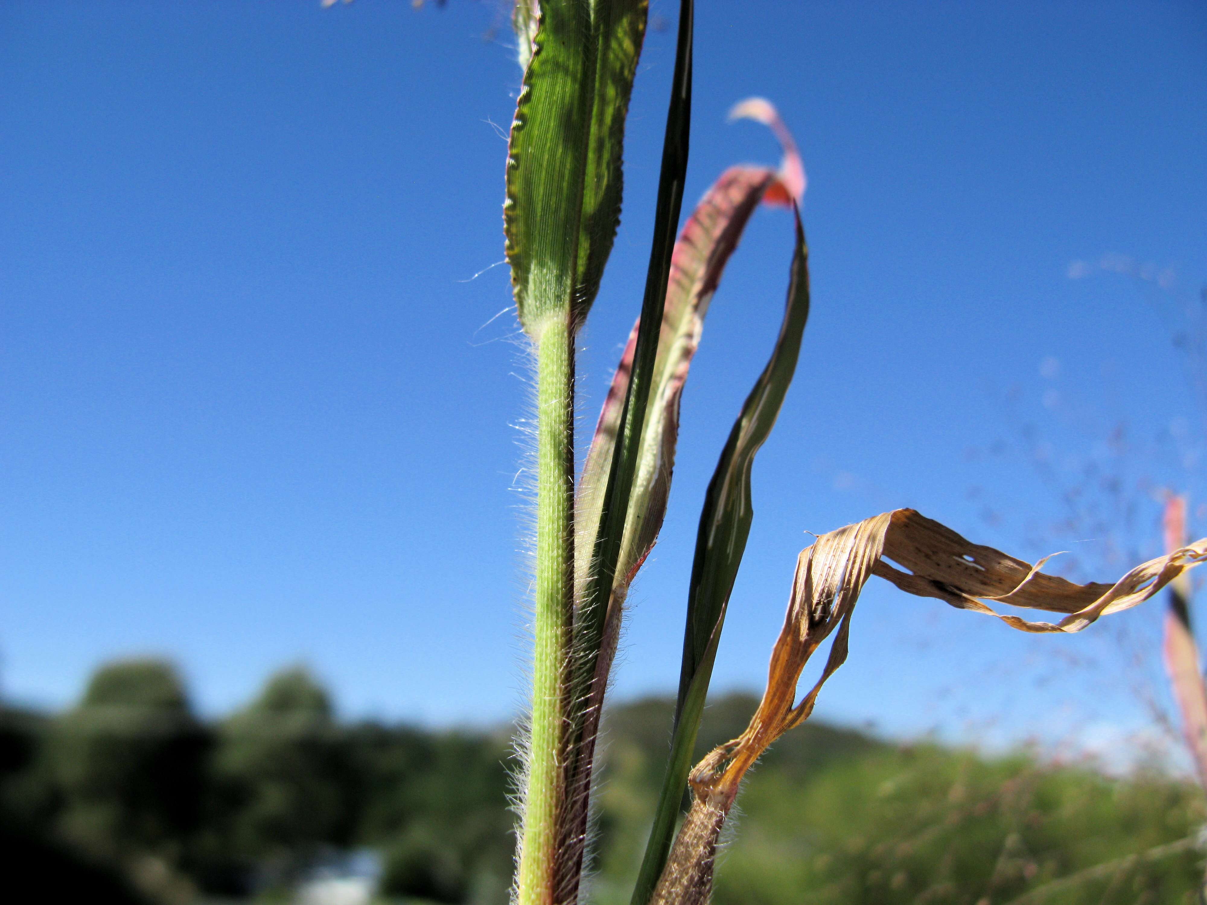 Image of witch grass