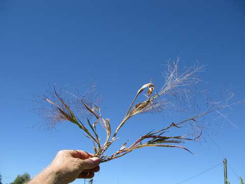 Imagem de Panicum capillare L.