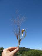 Imagem de Panicum capillare L.