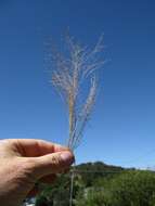 Image of witch grass