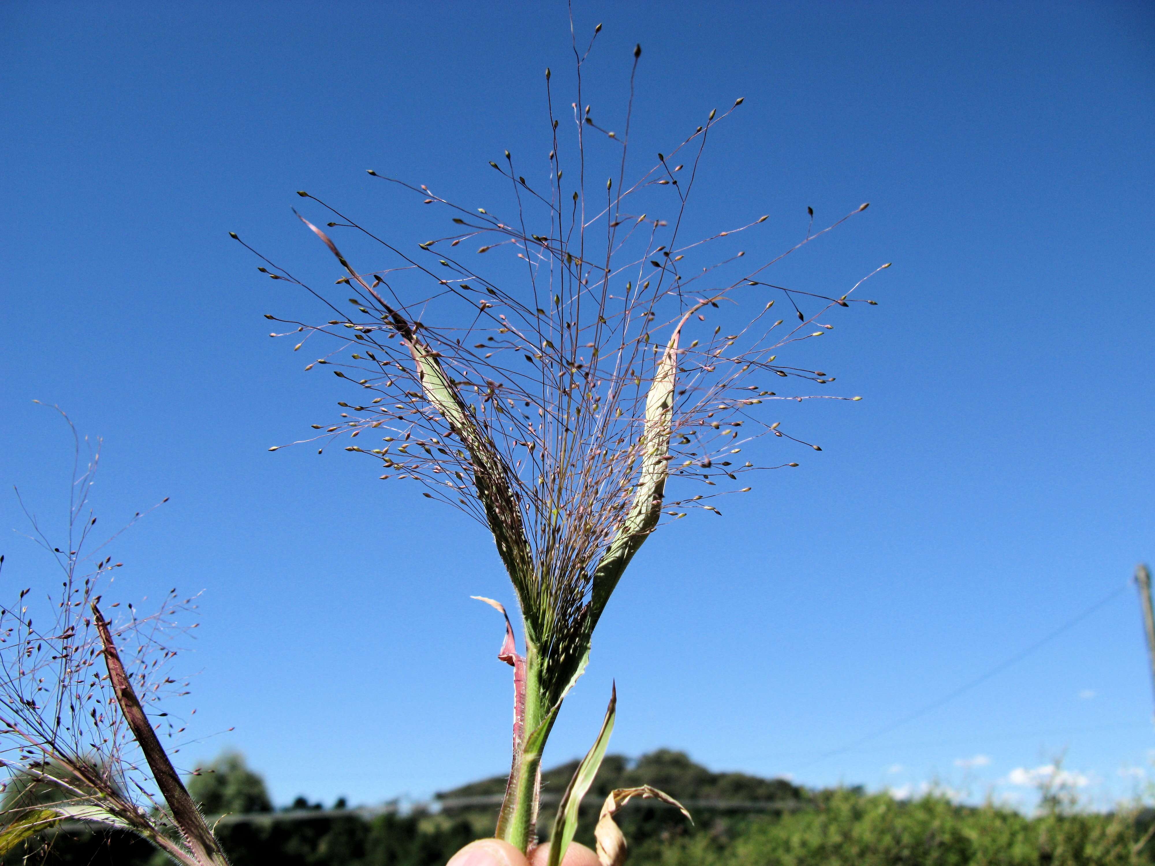 Imagem de Panicum capillare L.