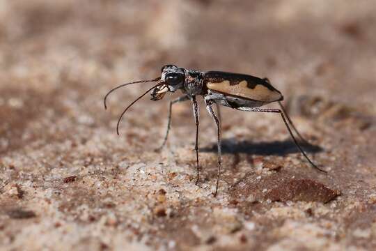 Image of White-cloaked Tiger Beetle