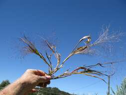 Imagem de Panicum capillare L.