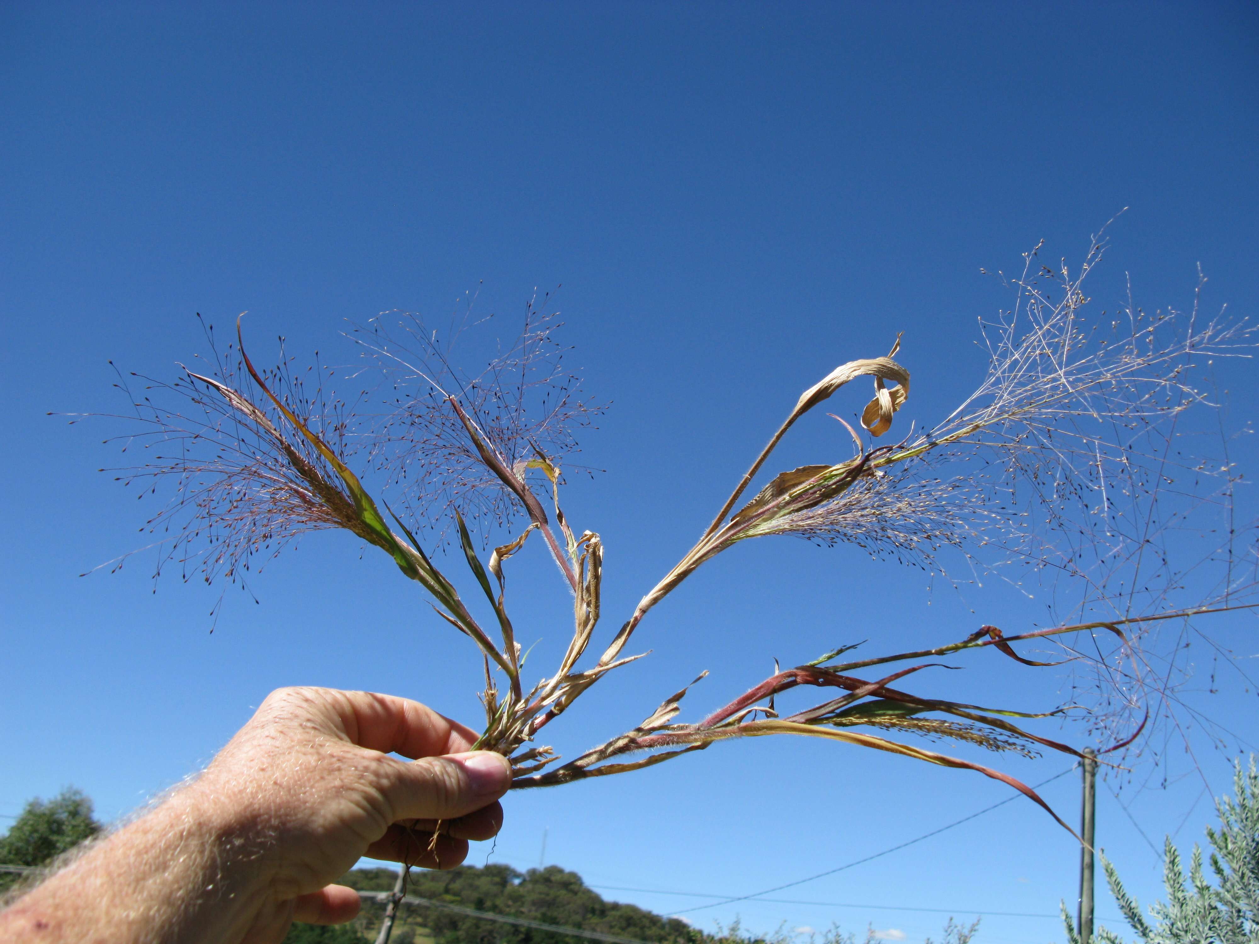 Image of witch grass