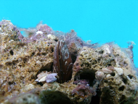 Image of Date Mussel
