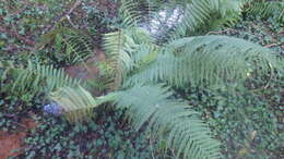 Image of Dryopteris borreri (Newm.) Oberholzer & Tavel