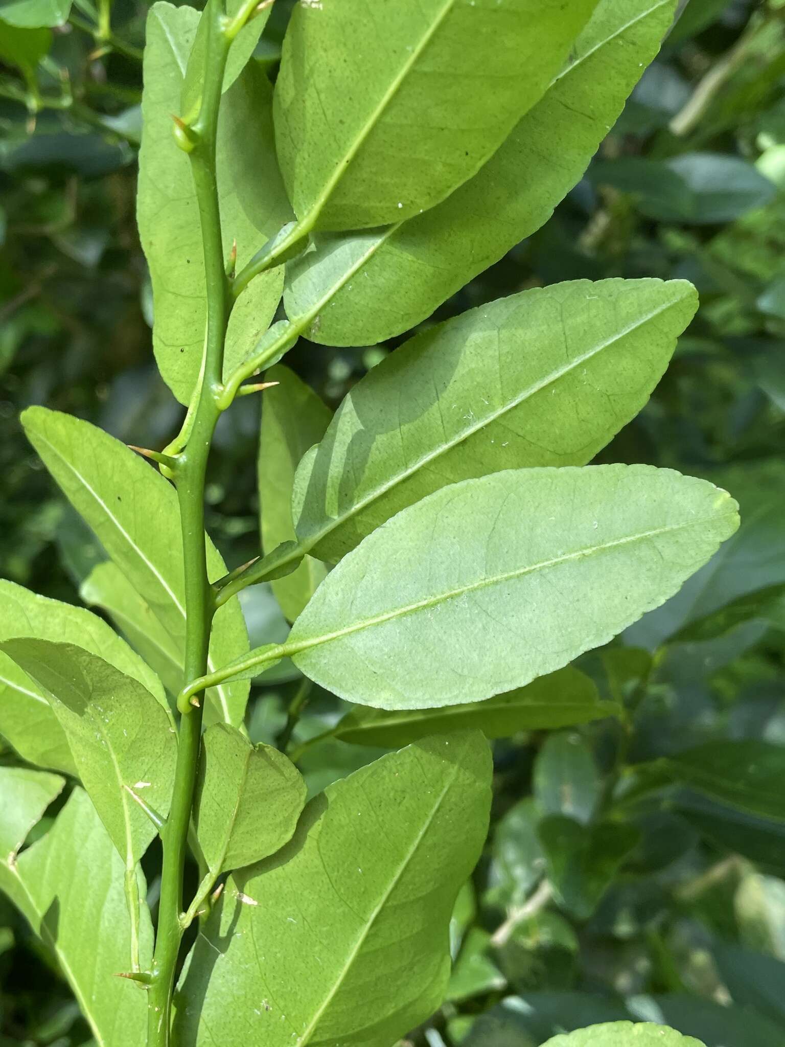 Plancia ëd Citrus aurantiifolia (Christm.) Swingle