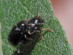 Image of <i>Cryptocephalus decemmaculatus</i>